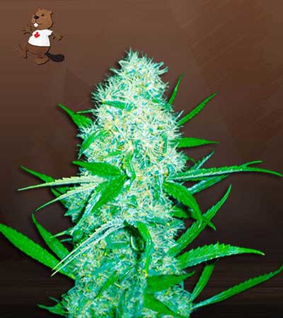 Cali OG Kush x Haze-image
