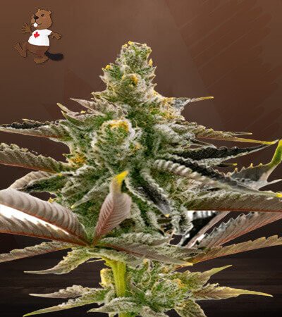 California Dream-image