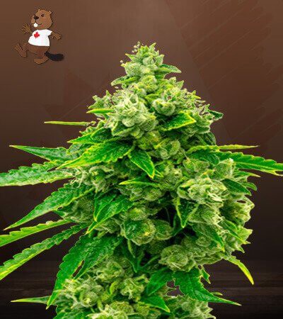 Candy Kush-image