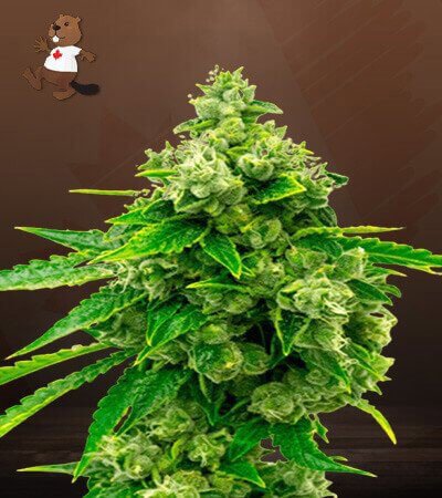 Candy Kush