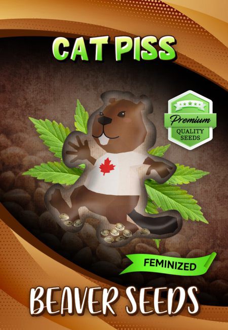 Cat Piss-image