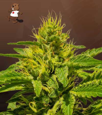Cataract Kush-image