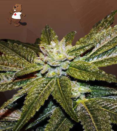 CBD Elixir Regular