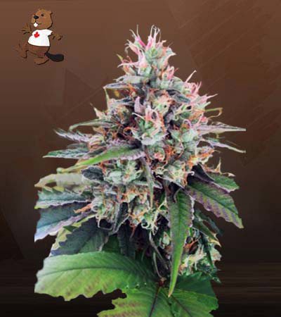 CBD God Regular
