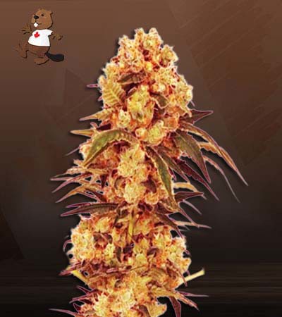 CBD Hemp Star-image