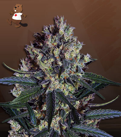 CBD Indica Fast Version-image