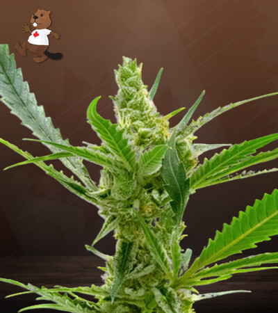 CBD Kush-image