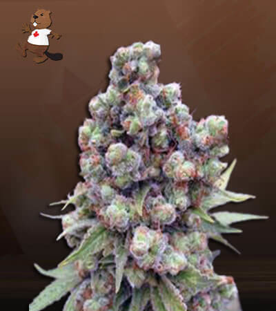 Cherry Blaster Fast Version