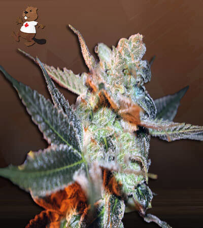 Cherry Lemonade-image
