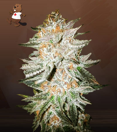 Cherry Punch-image