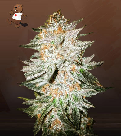 Cherry Punch