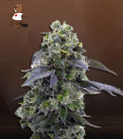 Chocolate Pudding Feminized Fast Version-image