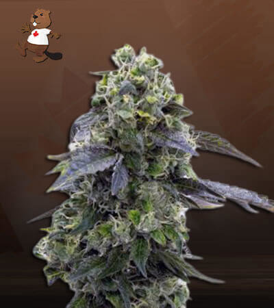 Chocolate Pudding Feminized Fast Version