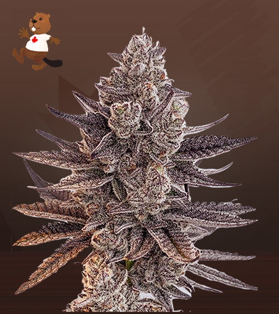Chunky Nova Autoflowering