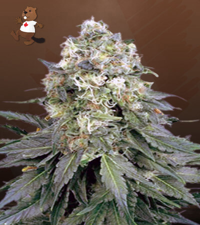 Cinderella 99-image