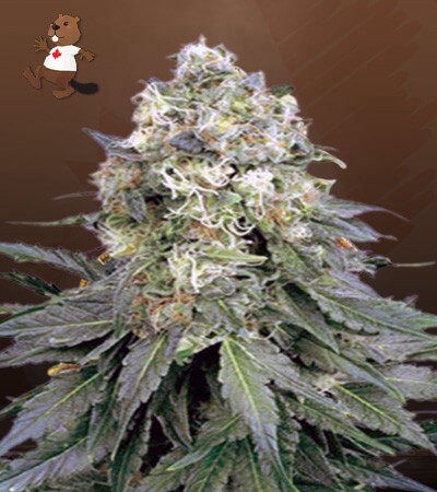 Cinderella 99