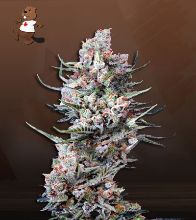 Cola Kush Fast Version-image