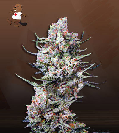 Cola Kush Fast Version