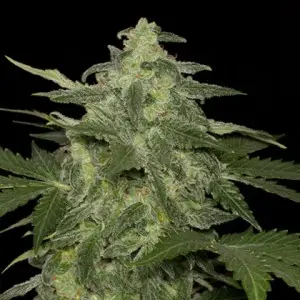 Diesel Matic
