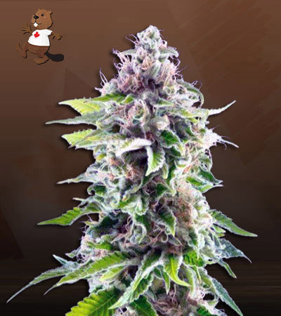 Cookie Haze