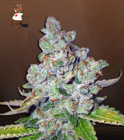 Corona Kush Fast Version-image