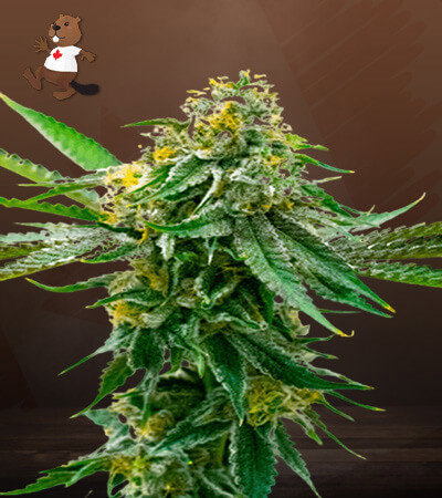 Critical Northern Lights