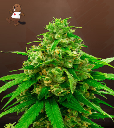 Critical Widow-image