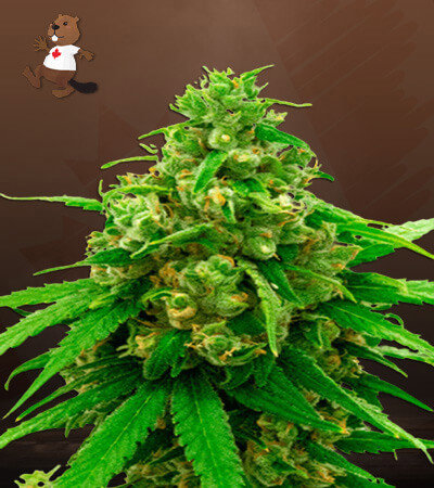 Critical Widow
