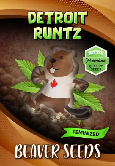 Detroit Runtz