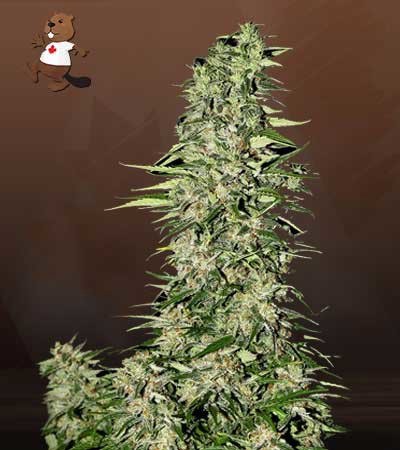 Diamond Girl-image
