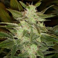 Speed Haze