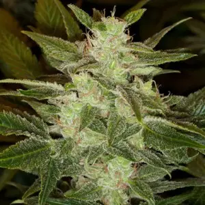 Speed Haze