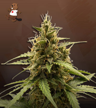 Dutch Crunch-image