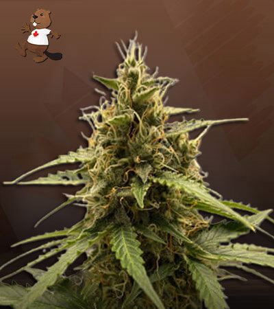 Dutch Crunch
