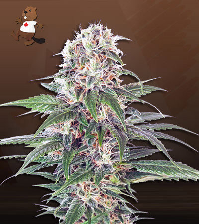 Early Feminized Fast Version