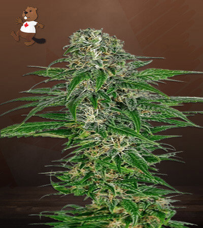 Early Skunk