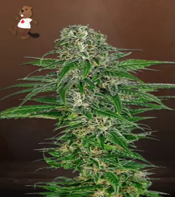 Early Skunk