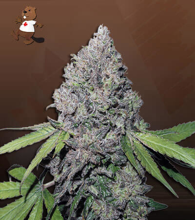 East Coast Alien Feminized Fast Version-image