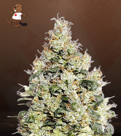Exodus Cheese-image