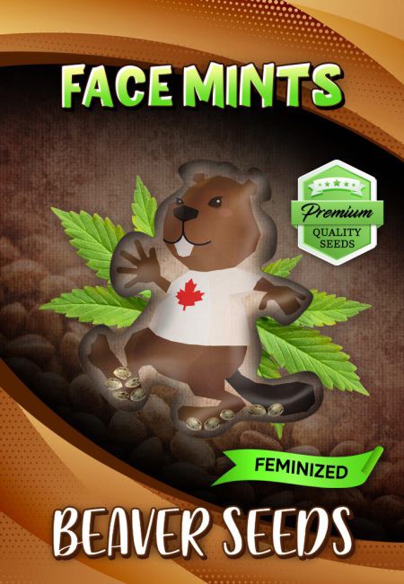 Face Mints-image