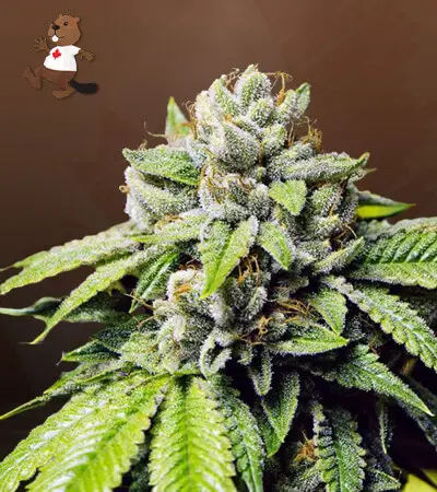 Fire OG