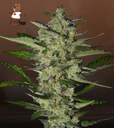 Flower Bomb Kush-image
