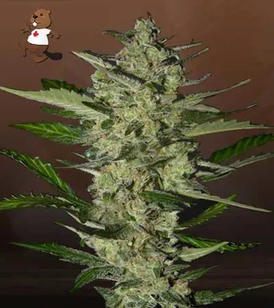 Flower Bomb Kush