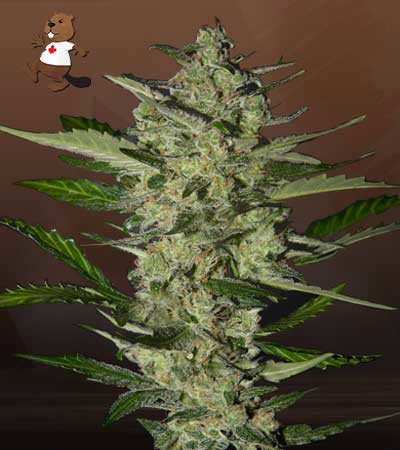 Flower Bomb Kush