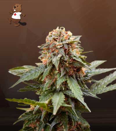 Fresh Candy-image