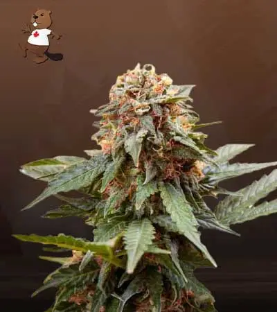 Fresh Candy