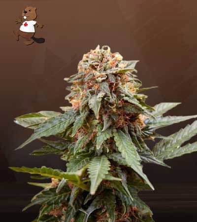 Fresh Candy