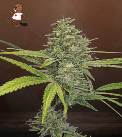 G13