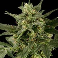 Auto PineappleGum