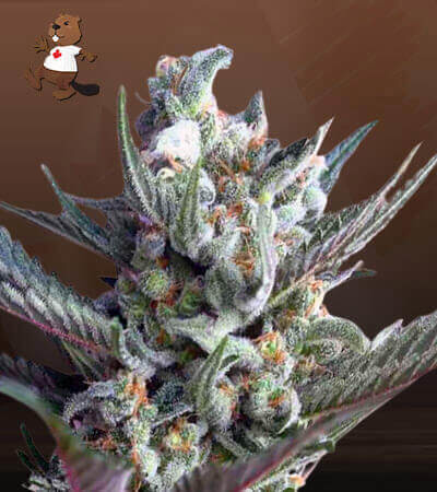 Ghost Train Haze-image